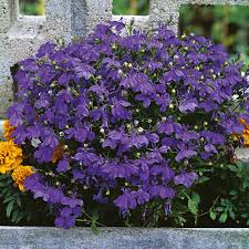 Lobelia Plants Crystal Palace Dobies