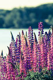Lupines In Books The Spruce Gum Box And Mackerel Skies Maine Historical Fiction Flower Field Beautiful Blooms Herbaceous Perennials