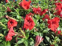 Preventing Petunia Flower Meltdown Petunia Flower Petunias Flowers