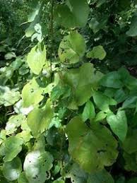 Image result for Ampelocissus