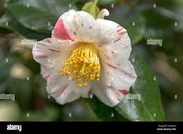 Image result for Theaceae