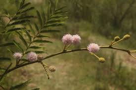 Image result for Mimosa pigra