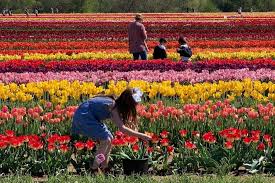 Check out our pick your own flower selection for the very best in unique or custom, handmade pieces from our shops. This Nearby Tulip Farm Is Philly S Version Of L A S Poppy Fields