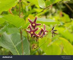 Image result for Periploca