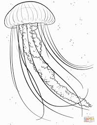 Jellyfish Coloring Page Ozean Zeichnung Zeichnung Tutorial Fisch Zeichnung