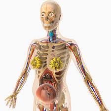 There are two hip bones, one on the left side of the body and the other on the right. Pregnant Woman Anatomy Anatomy Drawing Diagram