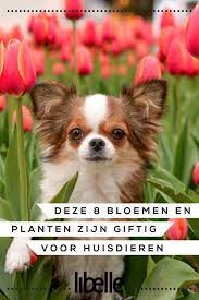 deze 8 bloemen en planten zijn giftig voor honden en katten planten giftige planten honden