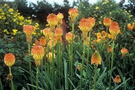 Image result for Kniphofia princeae