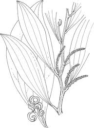 Image result for Panicum pectinellum