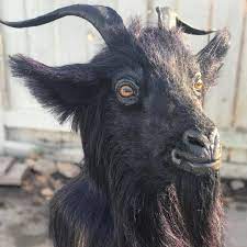 Black goat mask