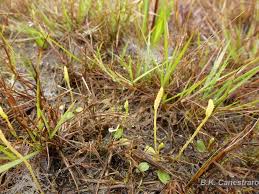 Image result for Ophioglossum gomezianum