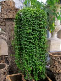 Even the growth habit can be different from small compact rounder varieties to more tall. Peperomia Rotundifolia Round Leaf Peperomia World Of Succulents