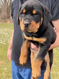 Puppyspot connects dog lovers with responsible breeders online. Rottweiler Puppies For Sale Home Facebook