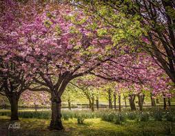 Cherry Blossoms At Ward Park Bangor Northern Ireland Bangor Northern Ireland Northern Ireland Ireland