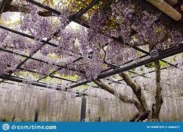 Wisteria Flowers Hanging From A Trellis Stock Photo Image Of Horizontal Botanical 143001372 Wisteria Trellis Botanical
