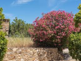Cultivated plants rarely produce fruits. Nerium Oleander Pflegeleichter Kubelstar Vom Mittelmeer