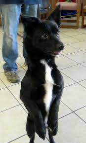 Adopt Gil 140659 On Petfinder Schipperke Dog Dog Safe Pomeranian