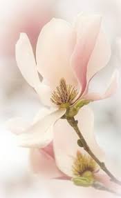 Magnolia Soft Colors Pink Purple Floral Painting Beautiful Flowers Flowers