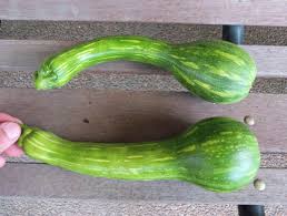 Be sure no leaves are in the water. Variety Spotlight Centercut Squash Happy Acres Blog