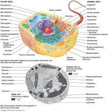 The Eukaryotic Cell Animal Cell Eukaryotic Cell Cell