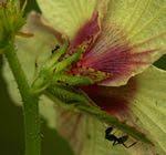 Image result for Hibiscus nigricaulis