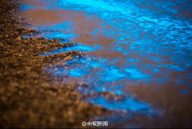 ظهور بريق في بحر داليان يشبه نهر من النجوم Img Src Img 2011arabic Images Icon05 Gif Alt