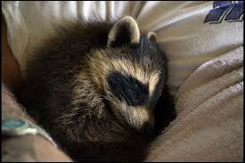 The pelt of this animal. Anybody Call Raccoons