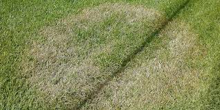 We avoid using tertiary references. Brown Patch Lawn Disease Recognize Treat And Avoid Progardentips