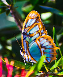 The size of this butterfly's eyes is inferior only to the size of its wings. Exquisite Colorful Butterfly Photograph By Rachelle Celebrity