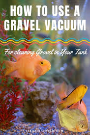 How To Use A Gravel Vacuum To Clean Your Fish Tank Or Aquarium Cleaning Fish Fish Tank Fish Tank Cleaning