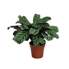 Image result for Ktenante Ctenanthe