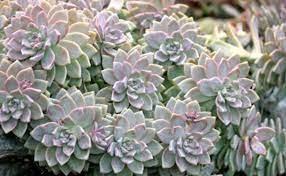 My other green plants that need water regularly have a hard time at the moment herringbone… Ghost Plant Graptopetalum Paraguayense Care And Propagation Succulent Plant Care