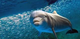 Here are some fun animal trivia questions for you to answer: What Marine Mammal Are You Proprofs Quiz