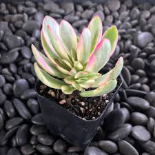 Image result for Crassula granvikii