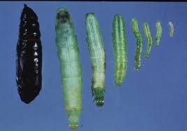Spraying plants liberally with a mixture of 2 cups water, 1 teaspoon each of cayenne pepper and liquid dish soap will deter the caterpillars from feeding. Inchworm Control