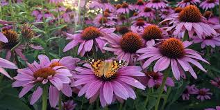 Bucks beautiful's mission is to promote and extend the development of gardens in communities, towns, along roads, business premises and private homes in bucks county. 10 Best Full Sun Perennials Plants That Add Color To Your Garden