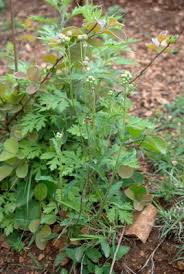 Image result for Eschenbachia