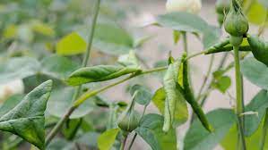 Maybe you would like to learn more about one of these? Rosen Im Sommer Zuruckschneiden Und Dungen Ndr De Ratgeber Garten Zierpflanzen