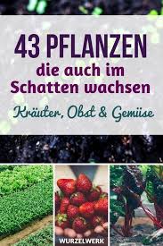 43 Krauter Obst Und Gemuse Die Auch Im Schatten Wachsen Mit Bildern Pflanzen Pflanzen Schatten Gemuse Pflanzen