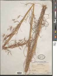 Image result for Hyparrhenia anamesa