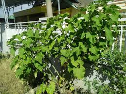 Khasiat berikutnya dari daun jarak pagar adalah untuk mengobati luka dan menghentikan pendarahan sekaligus mempercepat proses penyembuhan luka terbuka tersebut. Tanaman Jarak Klasifikasi Morfologi Manfaat Dan Penjelasan