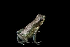 Image result for Fadogia gossweileri