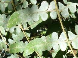 Image result for Blotiella