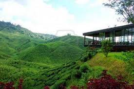 Cameron highlands resort, tanah rata. Avril Auf Twitter Cantek Pemandangan Ladang Teh Di Cameron Highlands Pahang Panoramicpahang Phgkutwtup Pahangtourism Http T Co Balkzxye5m
