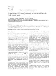 Image result for Eragrostis paniciformis