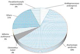 Image result for Scolopia stolzii