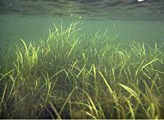 As the totally submerged plants could not make food, they were unable to survive. Submerged Plants