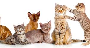 What's a kitty doing when it's trilling? What Is A Group Of Cats Called The Social Solitary Animal