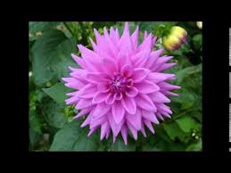 Maybe you would like to learn more about one of these? Revelation S Tide Rainforest Flowers Youtube