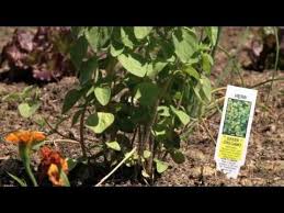 Our Qvc Garden Garden Herbs Garden Accessories